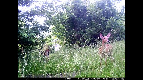 Deer Cam 06-03-2025 Game Camera Trail Camera