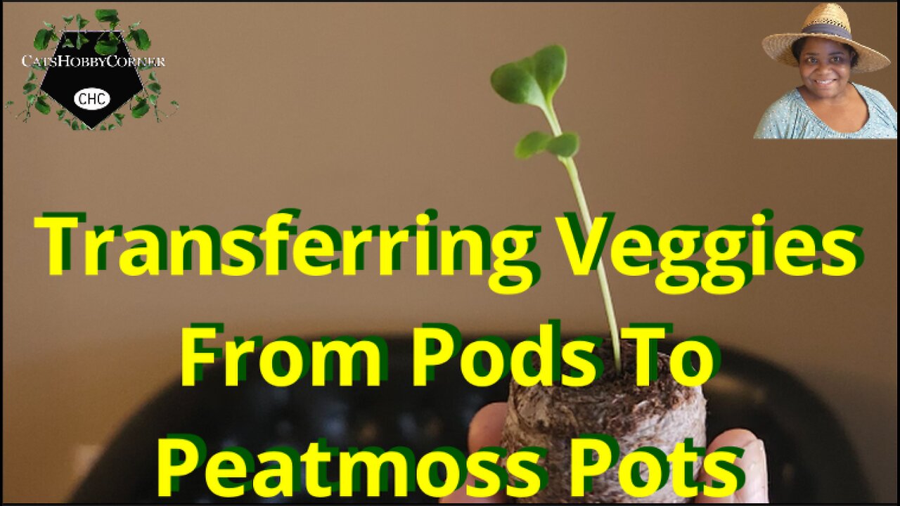 Transferring Veggies From Pods to Peatmoss Pots - #catshobbycorner