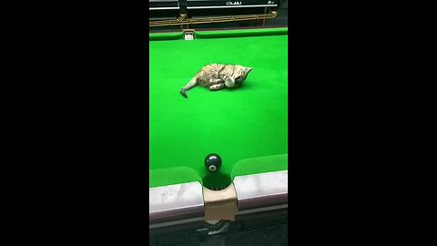 comedy video animal comedy