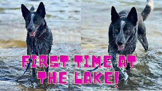 PUPPIES First Time At The LAKE!