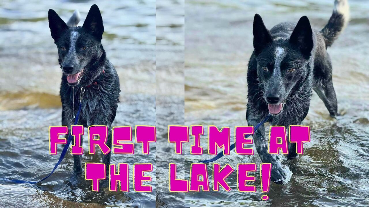 PUPPIES First Time At The LAKE!