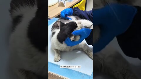 The cat overcame the girl with his charisma and took him home