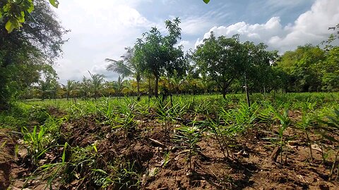 Our Ginger Garden 🫚 | Pure Village Farming & Organic Vibes