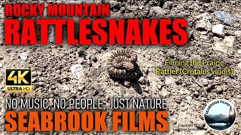 Rocky Mountain Rattlesnakes: Filming the Prairie Rattler (Crotalus viridis)