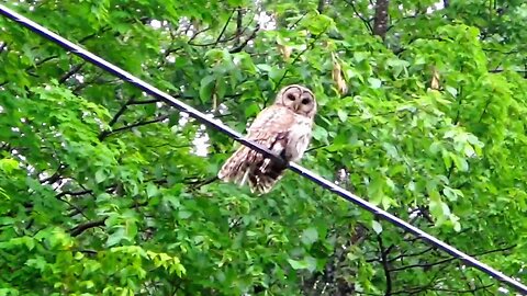 Barred Owl
