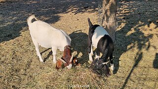 Graham Family Farm NW: 9:00 AM September 19 2025