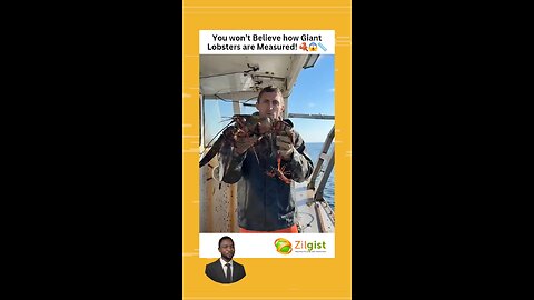 You won’t Believe how Giant Lobsters are Measured! 🦞😱📏