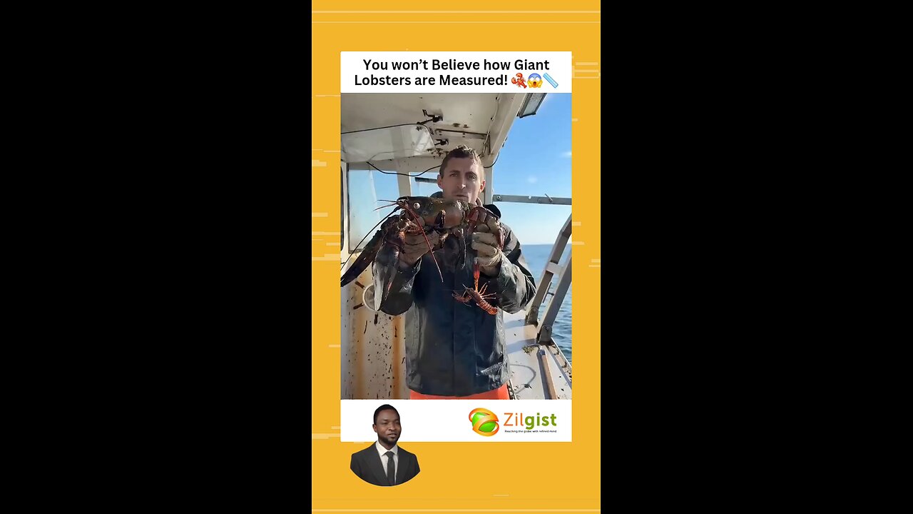 You won’t Believe how Giant Lobsters are Measured! 🦞😱📏
