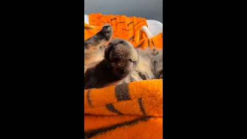 Cute Cat Daily Life 😼😽😸😹