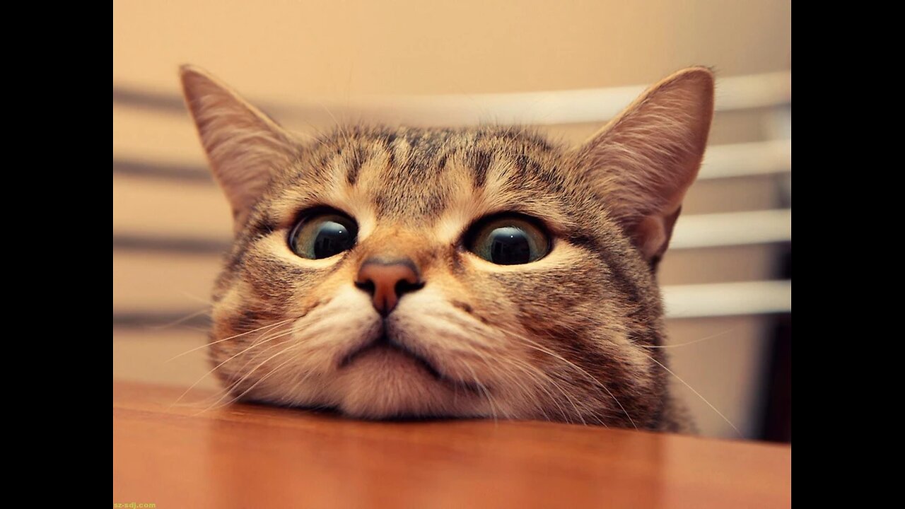 😍😍🤣😻😻funny cats😍😍🤣😻😻