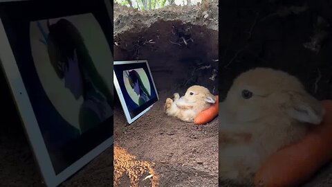 Little bunny watching movies leisurely and cute pet