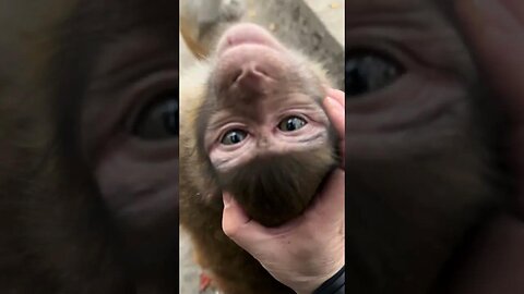 Come and kiss the monkey