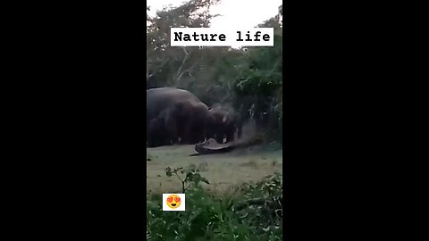 #nature wild life