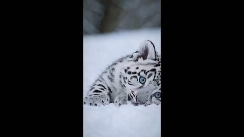 baby snow leopard cub