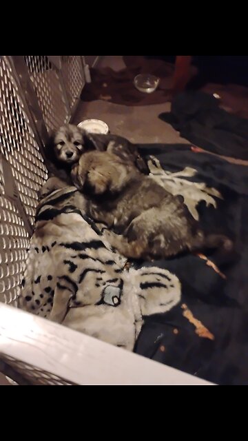 Right to keep and bear milk teeth