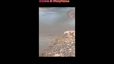 DOG HUNTED BY A CROCODILE ON A RIVER BANK