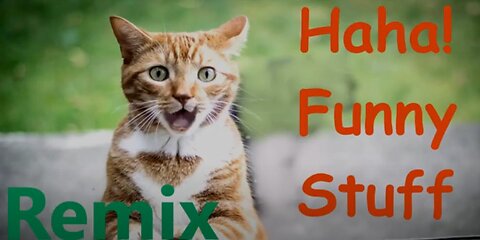 Amazing Funny Animals! make you Laugh Pets Cats Dogs! Happy People Do Funny Stuff!