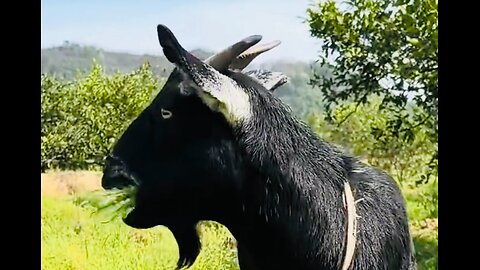 Goat| The more you listen, the more interesting it becomes, the more pleasant the sound