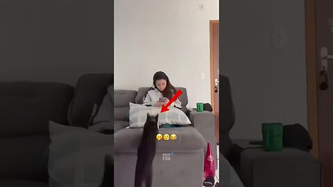 Animals Funny Compilation #funnyanimals #animals #pets #shorts