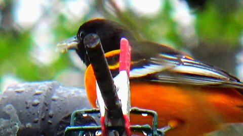 Oriole