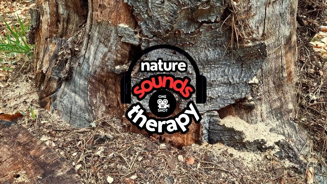 Quiet Forest Awakens; Birdsong, Rain, and the World of Ants 4K
