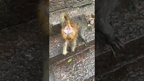 Check out the cute butt of the monkey