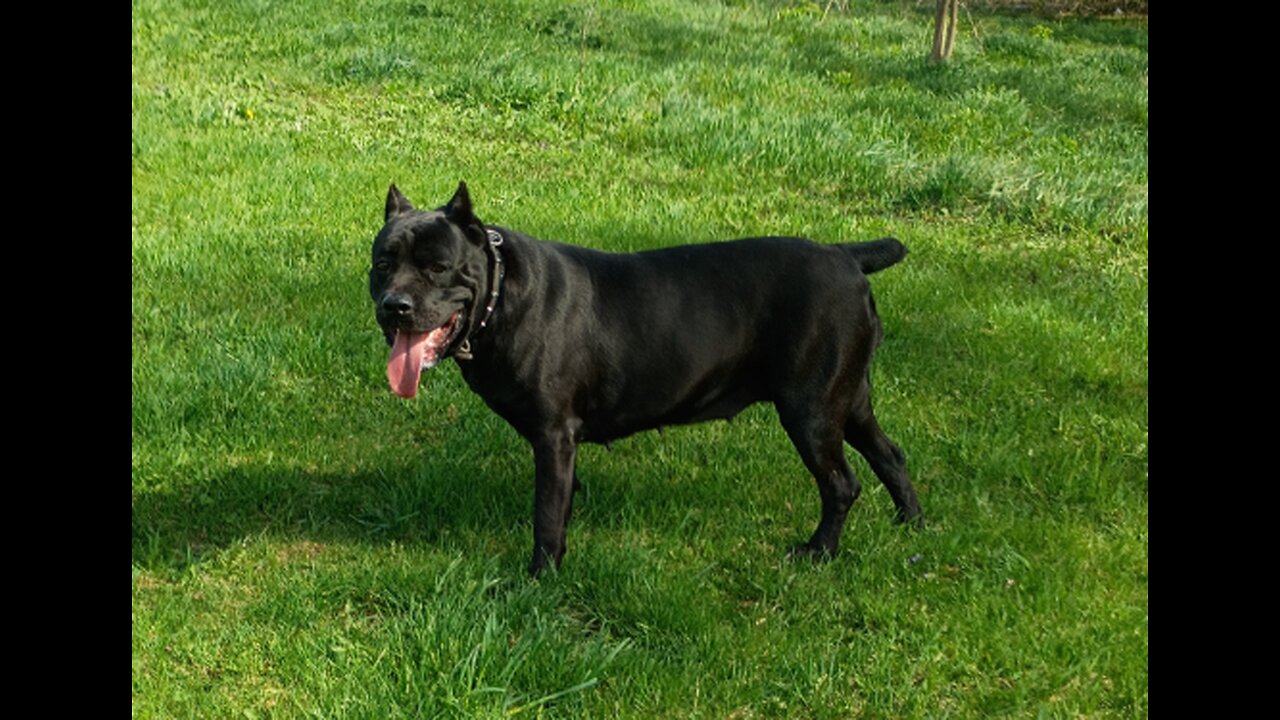 Cane Corso Adults Warhammer Cane Corso