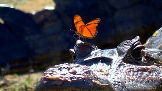 Butterfly risks its life to drink crocodile tears in the Pantanal
