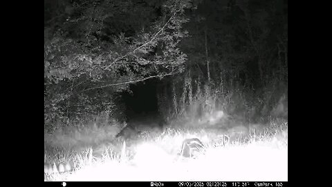 Deer Cam 09 03 2025 Raccoons And Possum At End Game Cam Trail Cam