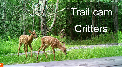 Trail cam-captured wildlife on the property