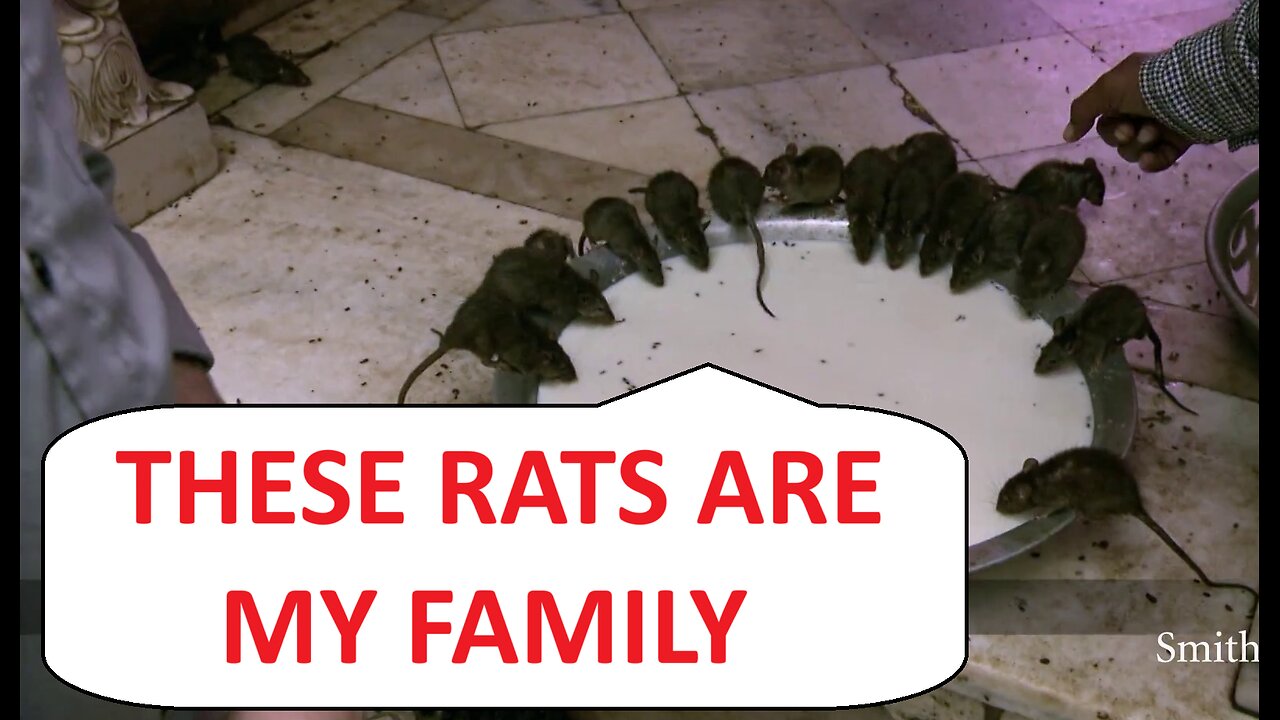 Let me Present to You The Indian RAT Temple