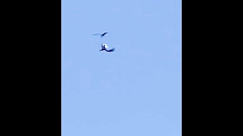 Bald Eagle and Osprey sparing midair!!
