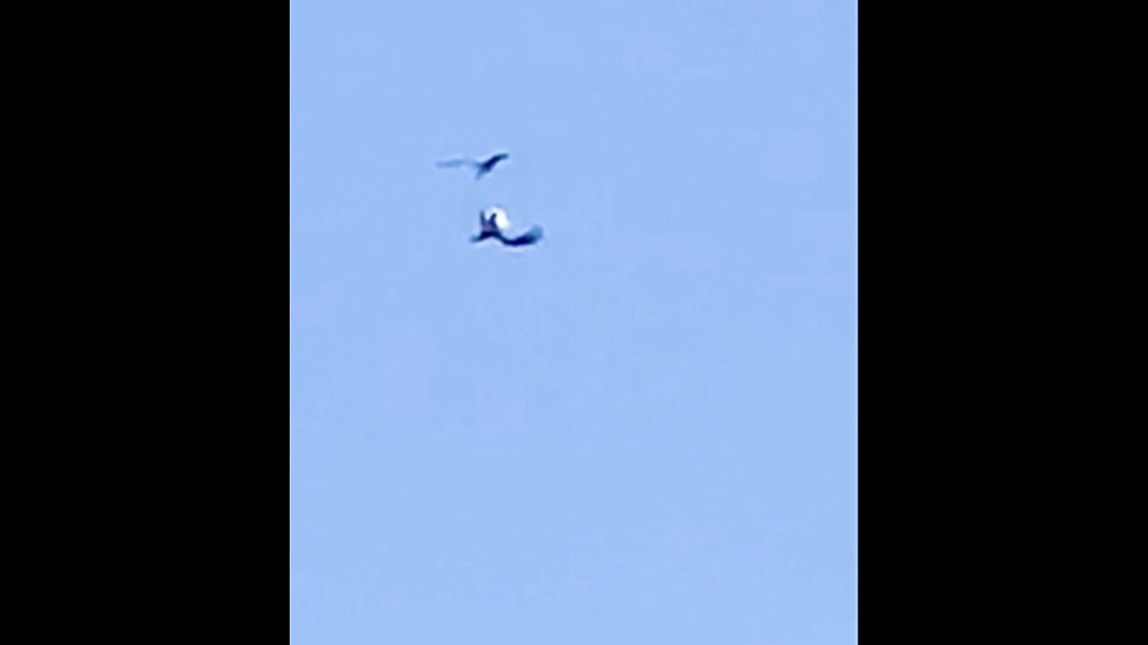 Bald Eagle and Osprey sparing midair!!