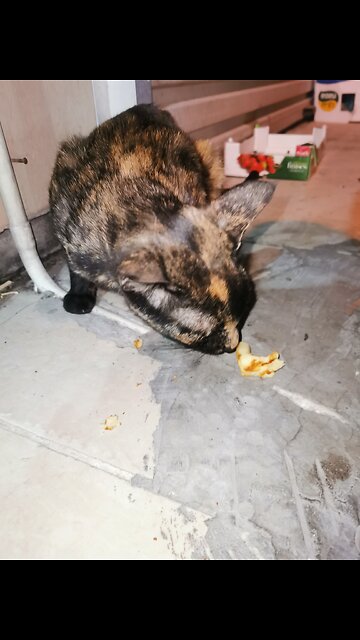 cat eating waffle 🧇🐈😆