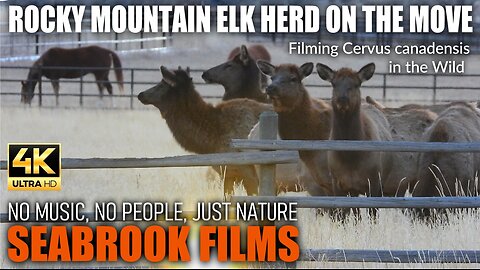 Rocky Mountain Elk Herd on the Move: Filming Cervus canadensis in the Wild