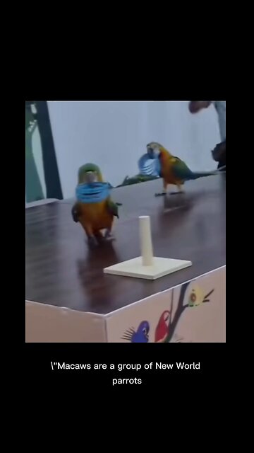 BIRDS ARE SMART TOO!! 😆😆😆