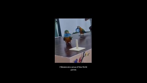 BIRDS ARE SMART TOO!! 😆😆😆