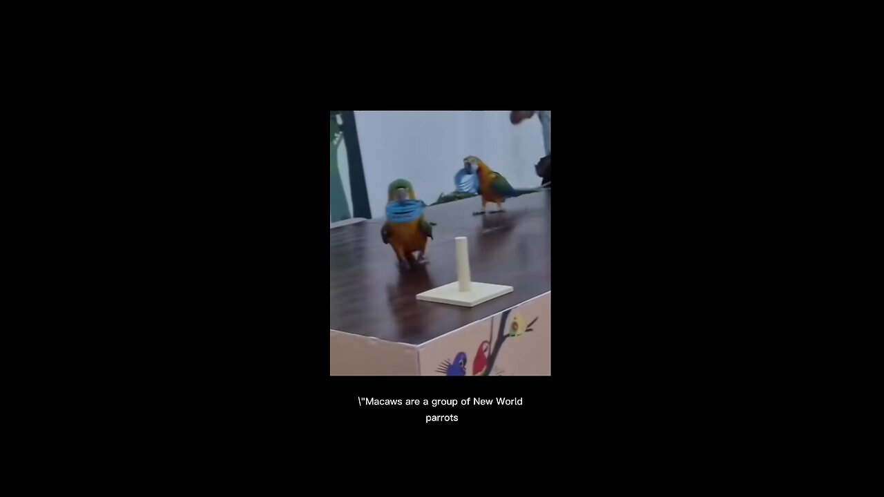 BIRDS ARE SMART TOO!! 😆😆😆