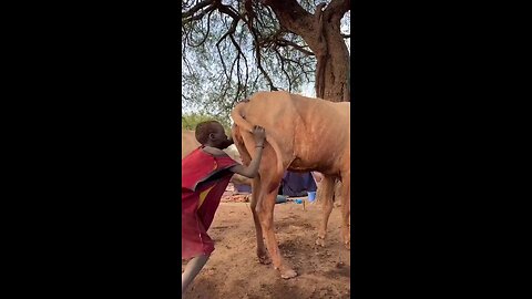 A HERDSMEN PUMPING COW 