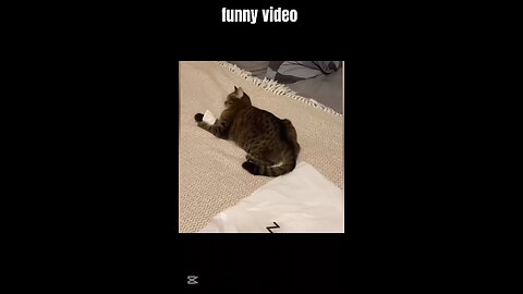 funny video for cats best moments 😂😅🤣