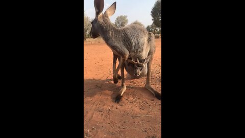 baby 🍼 in The Pouch 👝 of The Kangaroo 🦘