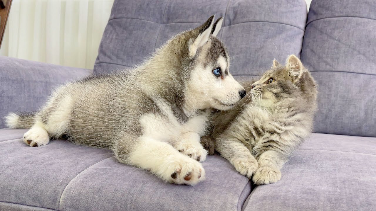 Husky Puppy Reacts To Meeting Kitten For The First Time!