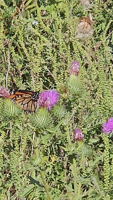 Monarch on Purple Flower