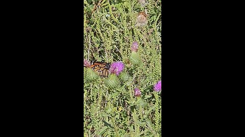 Monarch on Purple Flower