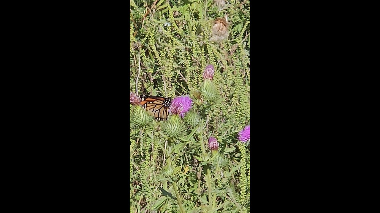 Monarch on Purple Flower