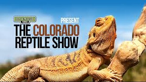 Bird Mafia Utah China - July 12th 2025 - no audio -