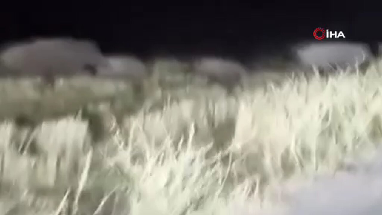 Domuz sürüsü köy yolunda görüntülendi