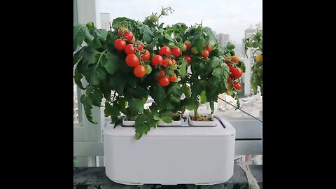 Hydroponic Intelligent Soilless Cultivation Pot with Automatic Watering, Water Level Indication