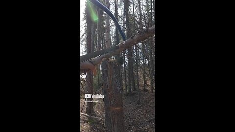 Gathering Wood #Upinalaska #Outdoors #Camping #Cabin #Alaska #ASMR #djiaction5pro #fyp #Trending