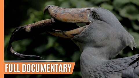 From Streams to Seas - The Unseen Struggles of Fish | Full Documentary